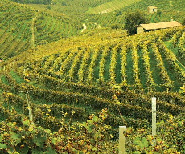 internal_cestercamillo